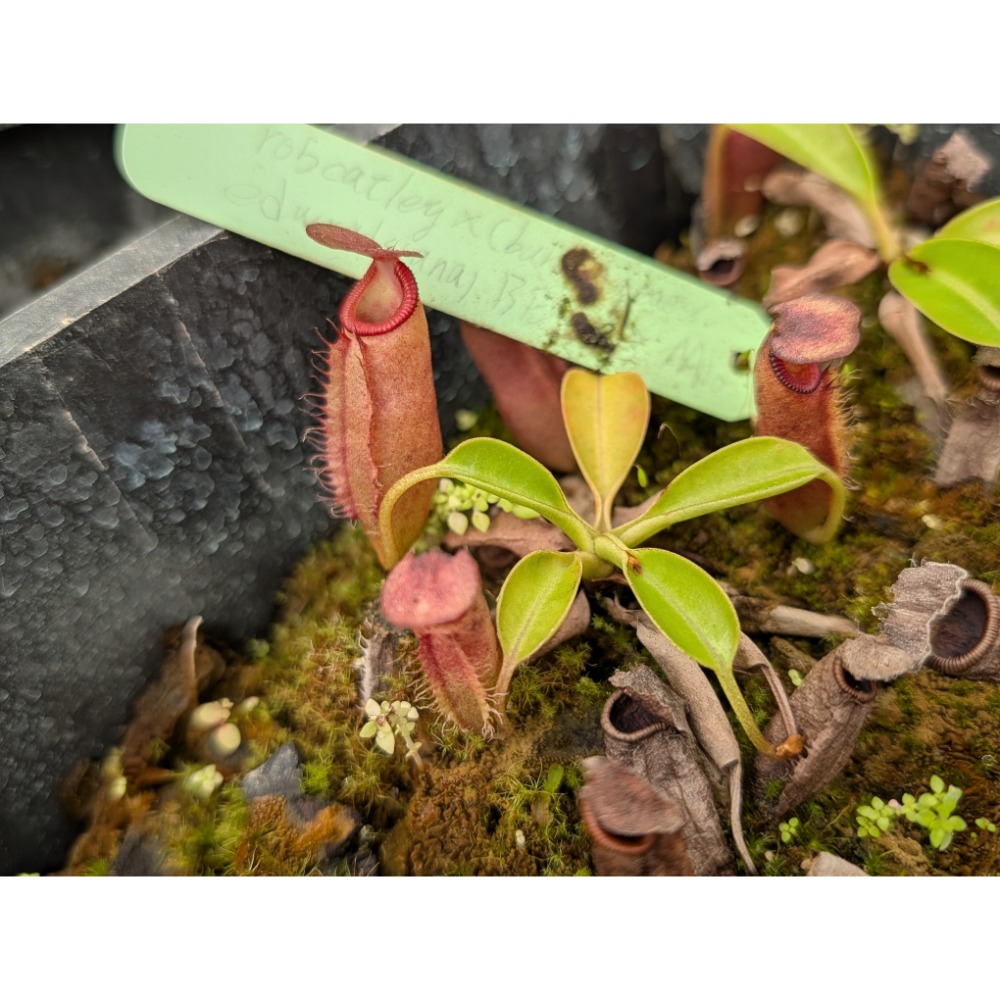 N. robcantleyi x(burbidgeae x edwardsiana)BE4023 黑寶特豹愛豬籠草 編-細節圖5