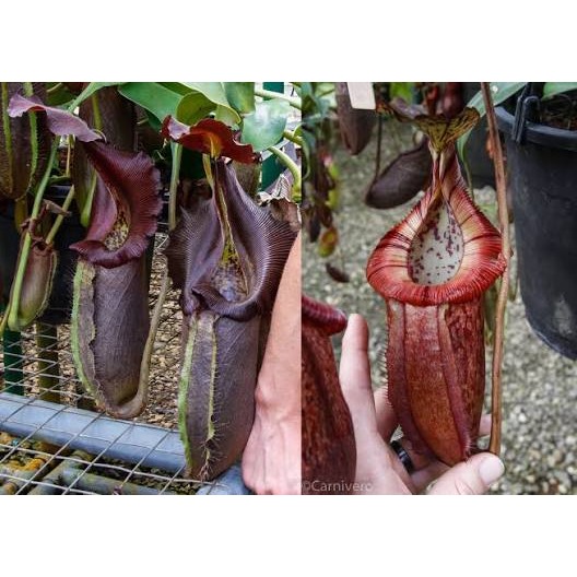 N. robcantleyi x(burbidgeae x edwardsiana)BE4023 黑寶特豹愛豬籠草 編-細節圖7