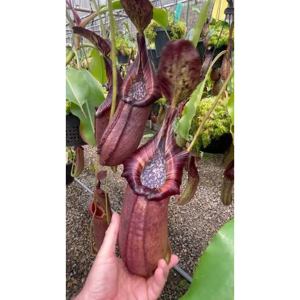 N. robcantleyi x(burbidgeae x edwardsiana)BE4023 黑寶特豹愛豬籠草 編-細節圖8