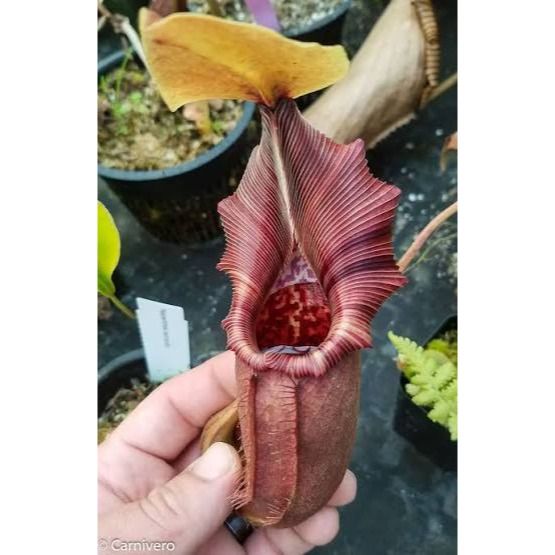 N. robcantleyi x ovata BE3996 黑寶特卵型豬籠草 食蟲植物 編家-細節圖2