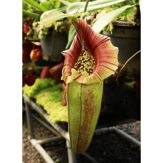 N. robcantleyi x ovata BE3996 黑寶特卵型豬籠草 食蟲植物 編家-細節圖3