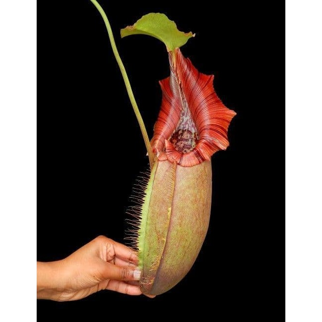 N. robcantleyi x ovata BE3996 黑寶特卵型豬籠草 食蟲植物 編家-細節圖4