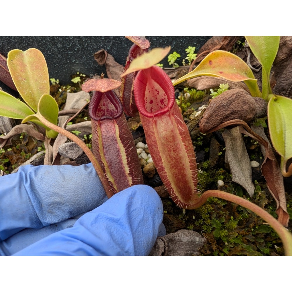 N. robcantleyi x ovata BE3996 黑寶特卵型豬籠草 食蟲植物 編家-細節圖5