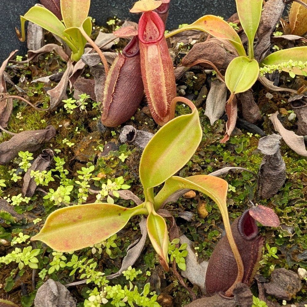 N. robcantleyi x ovata BE3996 黑寶特卵型豬籠草 食蟲植物 編家-細節圖7
