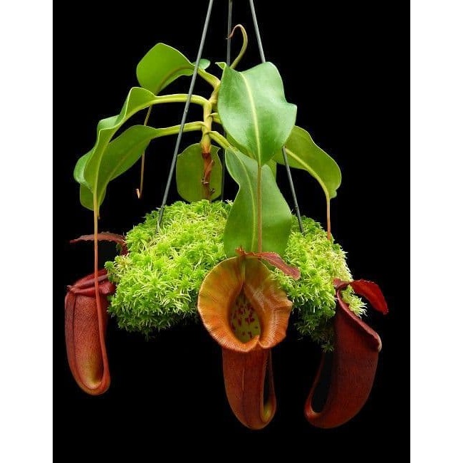 N. robcantleyi x jacquelineae BE4028 黑寶特賈桂琳豬籠草 食蟲植物 編家-細節圖2