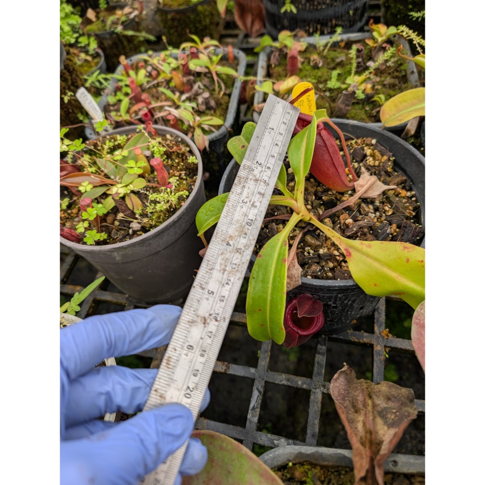 N. robcantleyi x jacquelineae BE4028 黑寶特賈桂琳豬籠草 食蟲植物 編家-細節圖4