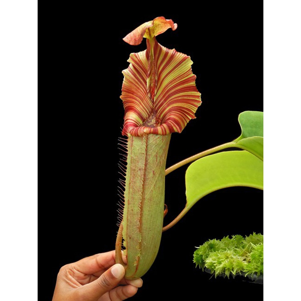 N.(veitchii x lowii) x robcantleyi BE3841 維勞黑寶特 食蟲植物 編家-細節圖2