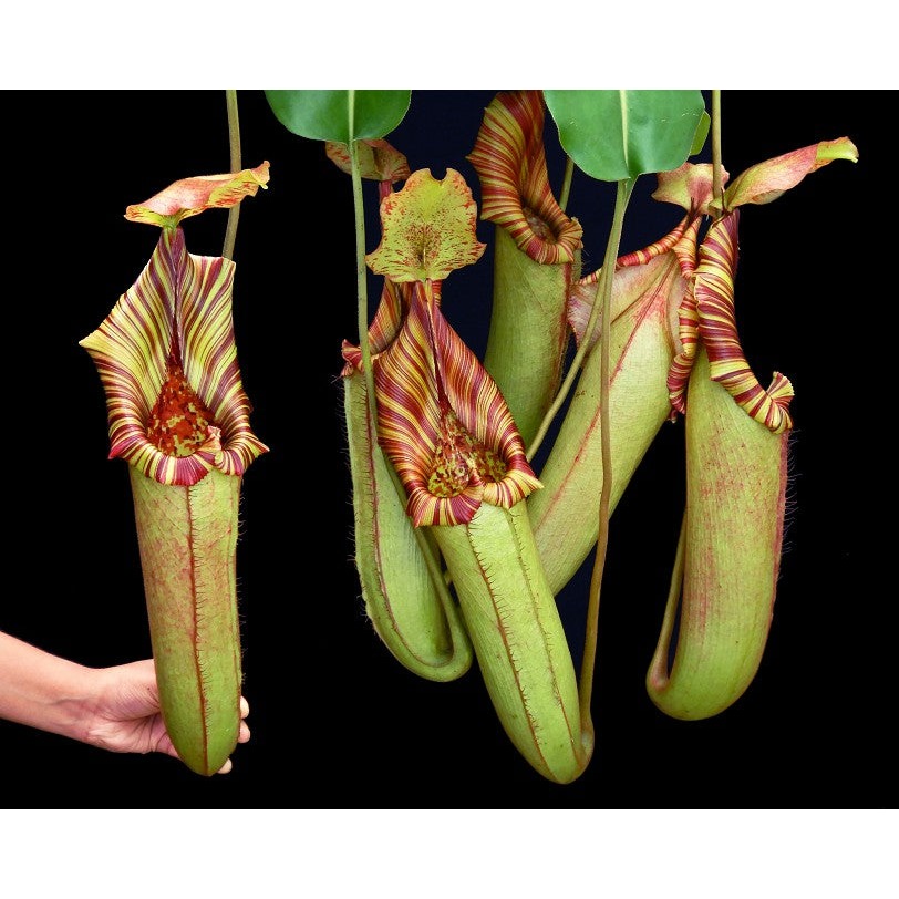 N.(veitchii x lowii) x robcantleyi BE3841 維勞黑寶特 食蟲植物 編家-細節圖3