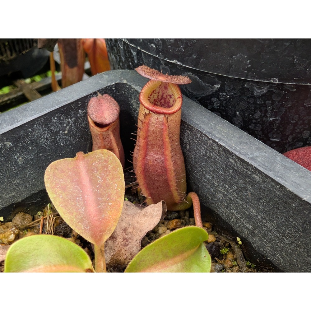 N.(veitchii x lowii) x robcantleyi BE3841 維勞黑寶特 食蟲植物 編家-細節圖4