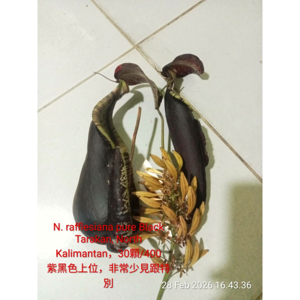 萊佛士 種籽 豬籠草 食蟲植物 編家-細節圖4