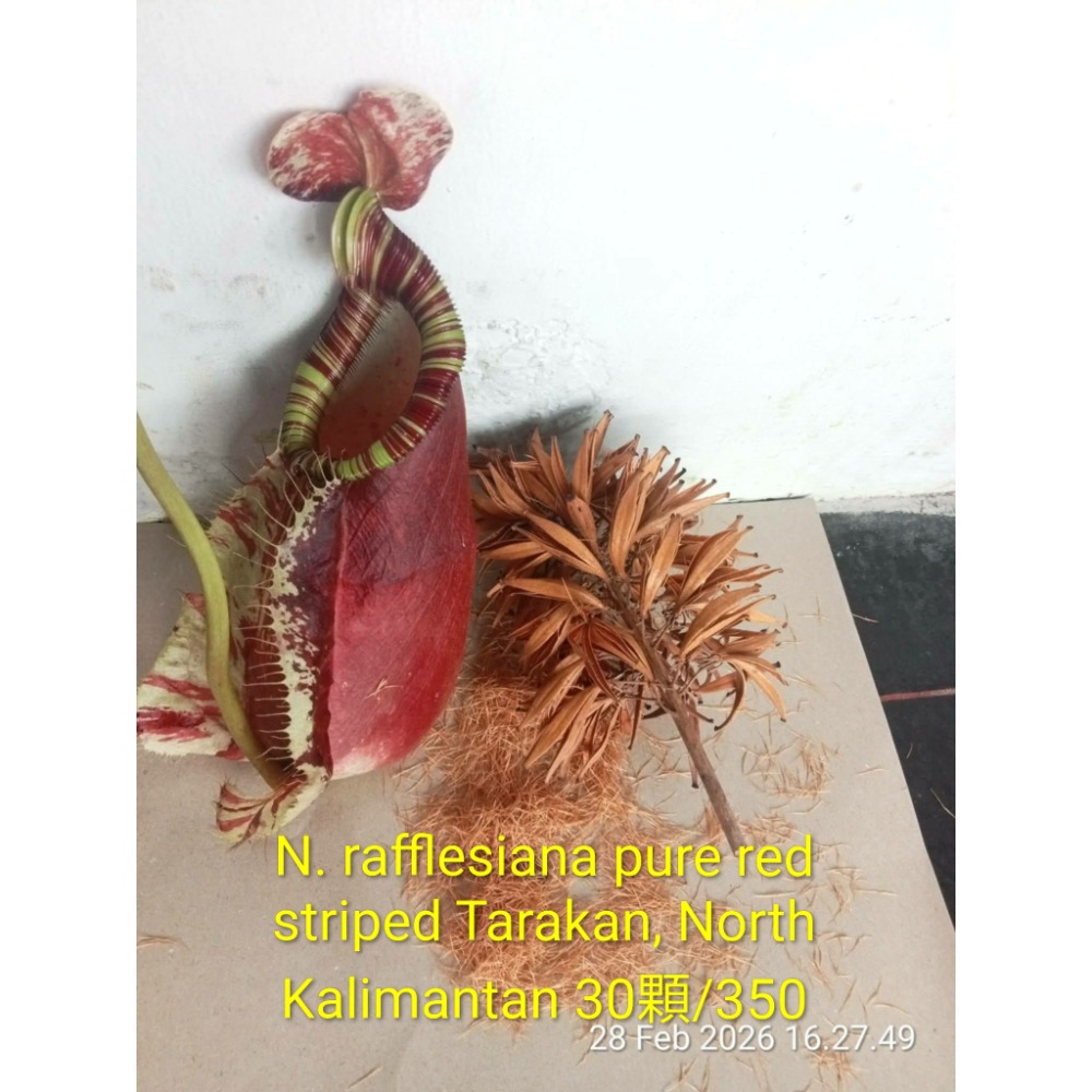 萊佛士 種籽 豬籠草 食蟲植物 編家-規格圖5
