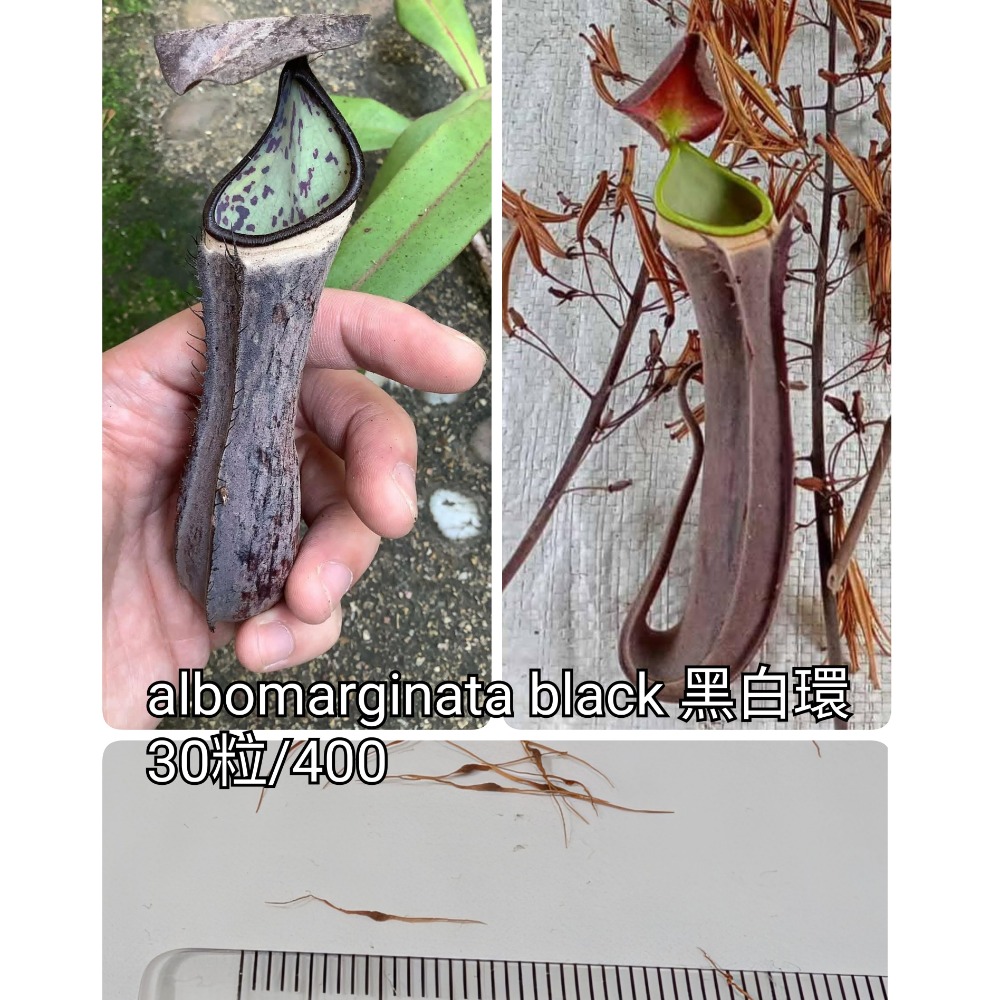 黑白環30粒