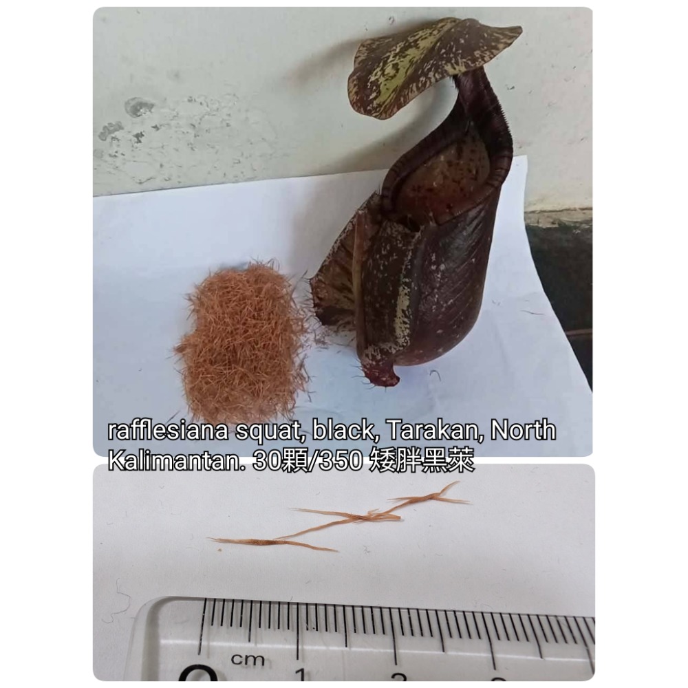 矮胖黑萊30粒