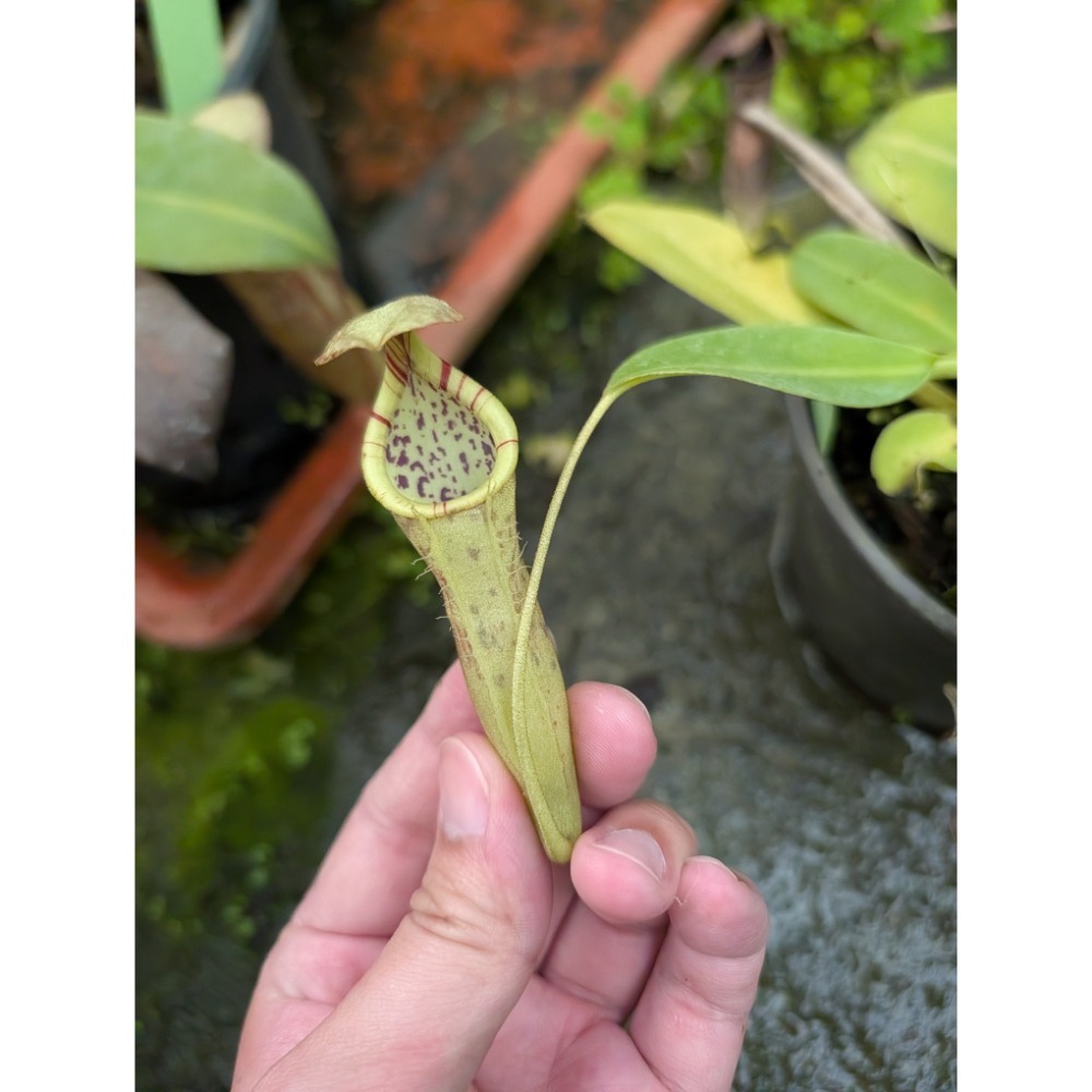Burbidgeae 交-細節圖2