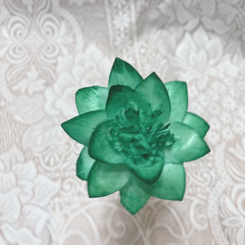 [水仙花]索拉花 8 cm /乾燥花/永生花/花材/擴香花/裝飾/捧花 | A&E 手作坊-規格圖1