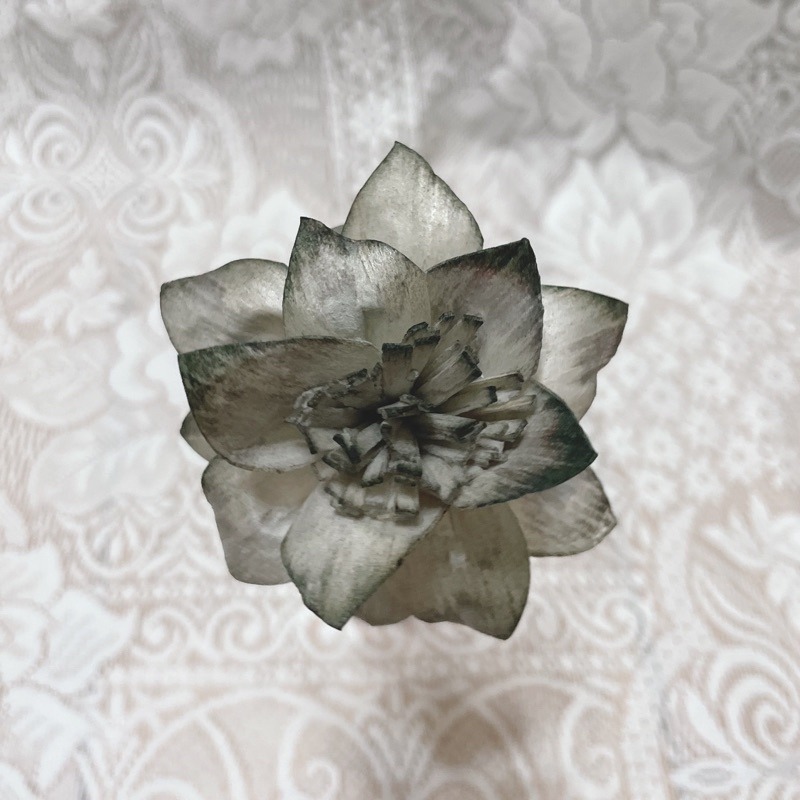 [水仙花]索拉花 8 cm /乾燥花/永生花/花材/擴香花/裝飾/捧花 | A&E 手作坊-規格圖1