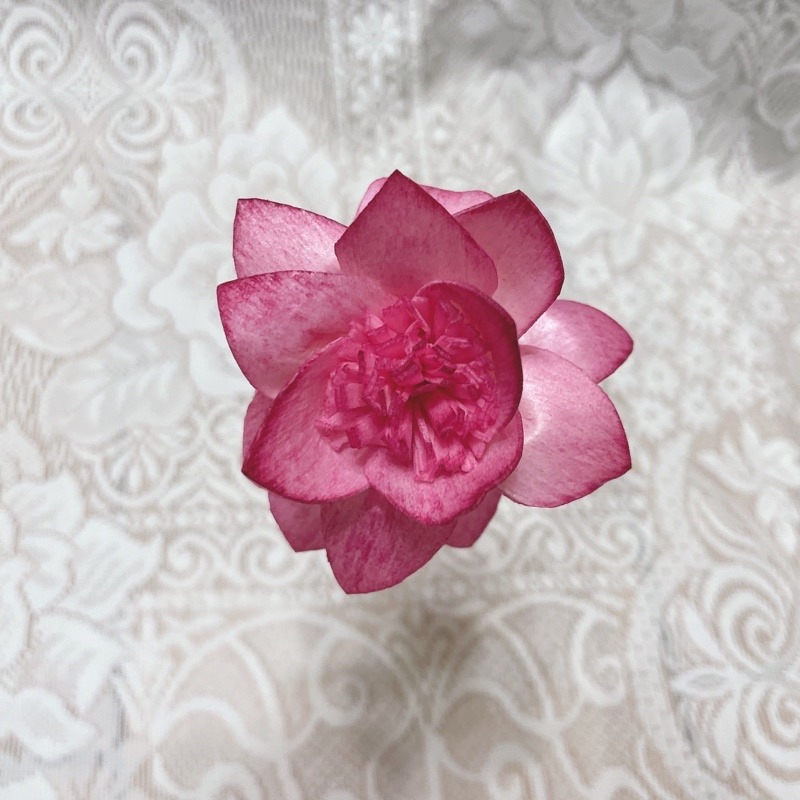 [水仙花]索拉花 8 cm /乾燥花/永生花/花材/擴香花 | A&E 手作坊-規格圖1