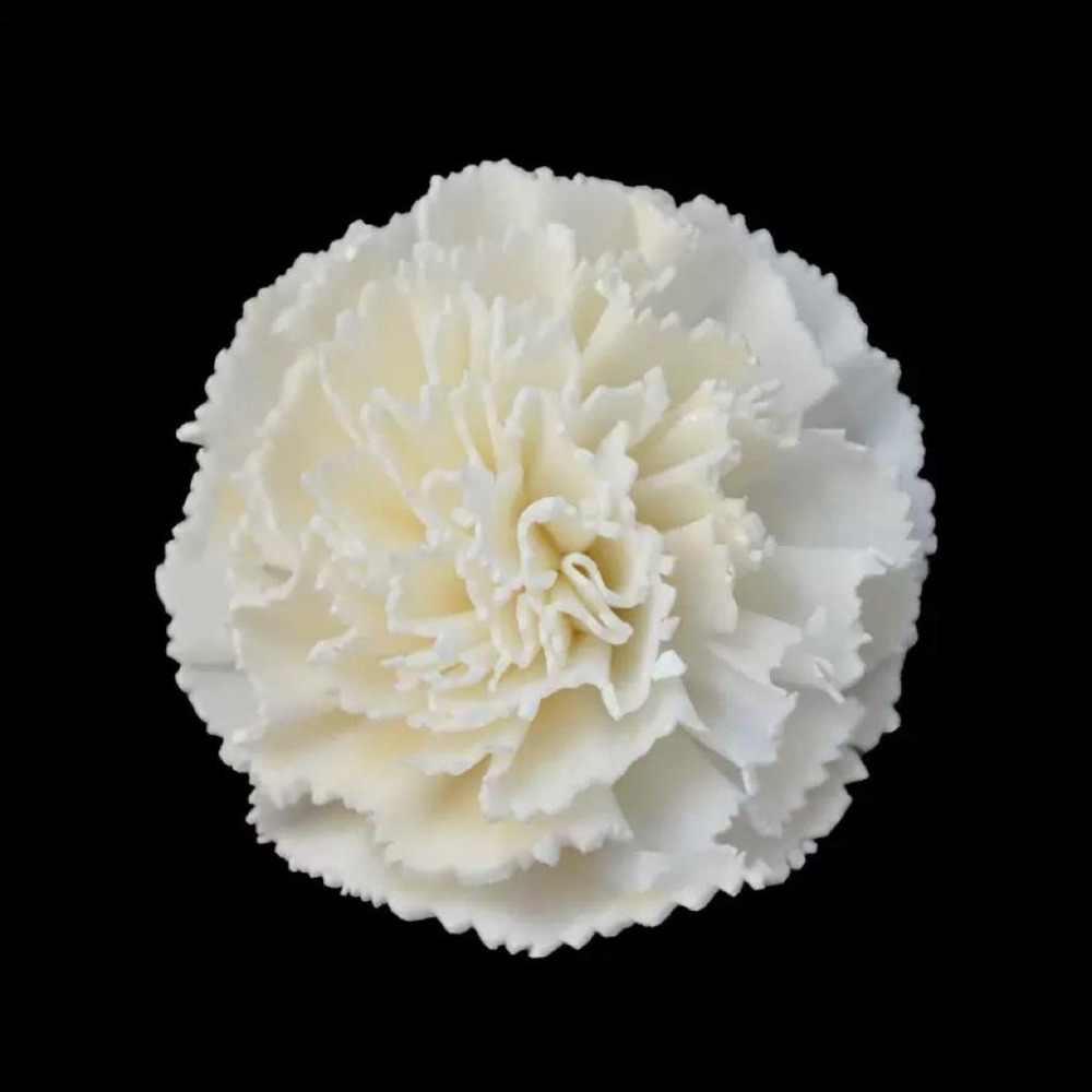 [康乃馨]索拉花 4.5cm / 6 cm /母親節/乾燥花/永生花/花材/擴香花 | A&E 手作坊-細節圖2