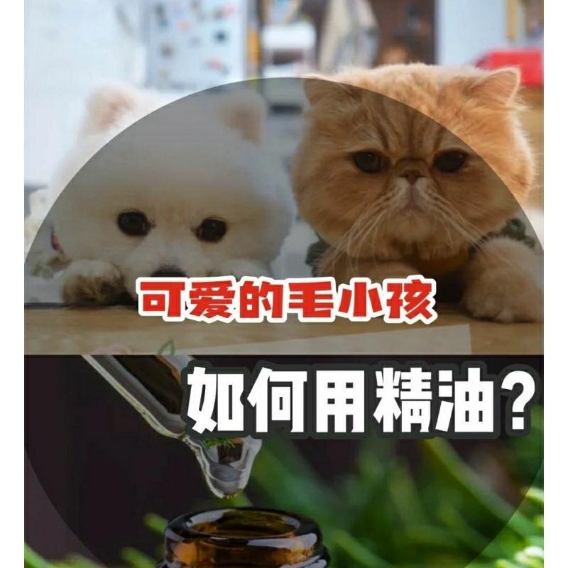 狗狗精油按摩油 多特瑞 寵物皮膚 情緒 骨骼 問題 爪爪按摩膏-細節圖3