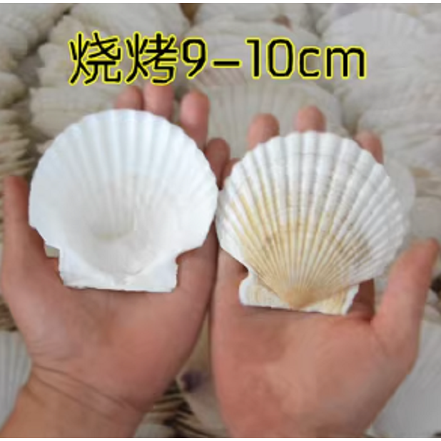 白色大扇貝殼蒸扇貝夏威夷半殼大托盤-細節圖2