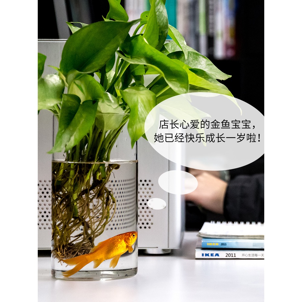 家用玻璃瓶帶蓋收納密封罐食品級裝茶葉罐儲存罐雜糧盒儲物小罐子-細節圖3