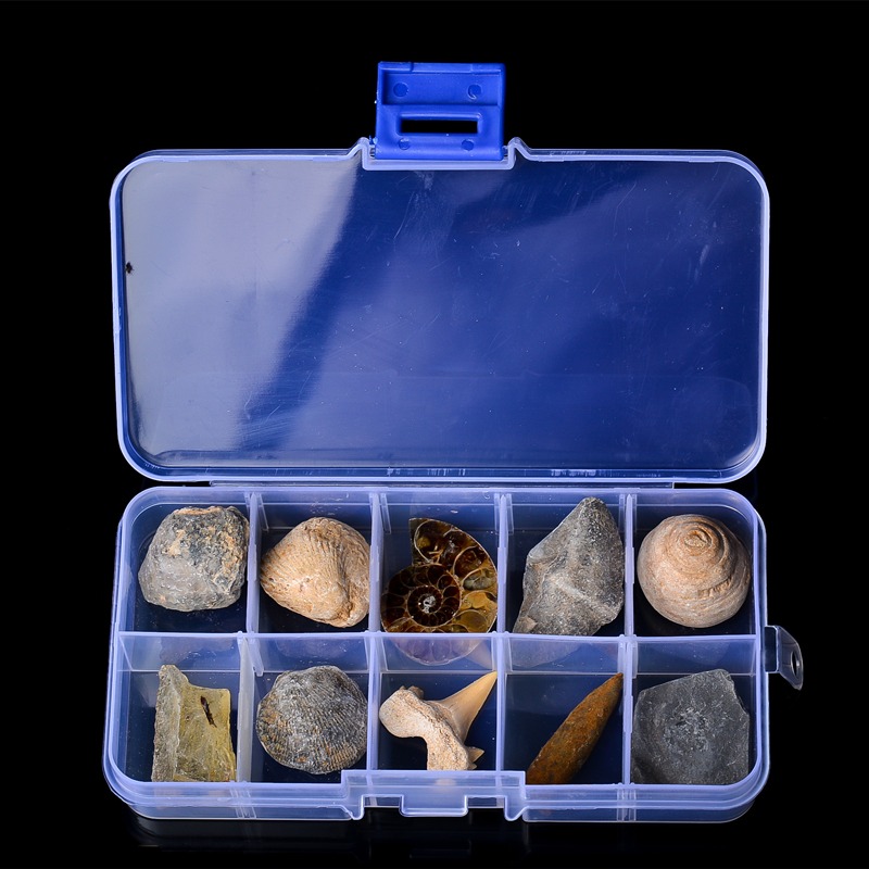 天然古生物化石標本盒昆蟲海螺三葉蟲海洋動植物菊石科普教學現貨-細節圖2