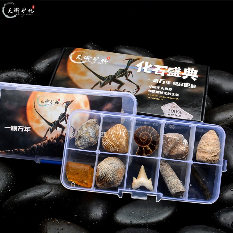天然古生物化石標本盒昆蟲海螺三葉蟲海洋動植物菊石科普教學現貨-細節圖3