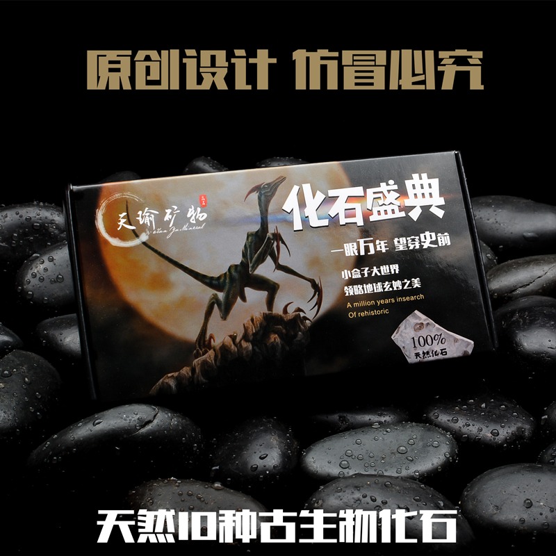 天然古生物化石標本盒昆蟲海螺三葉蟲海洋動植物菊石科普教學現貨-細節圖4