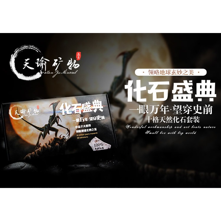天然古生物化石標本盒昆蟲海螺三葉蟲海洋動植物菊石科普教學現貨-細節圖7