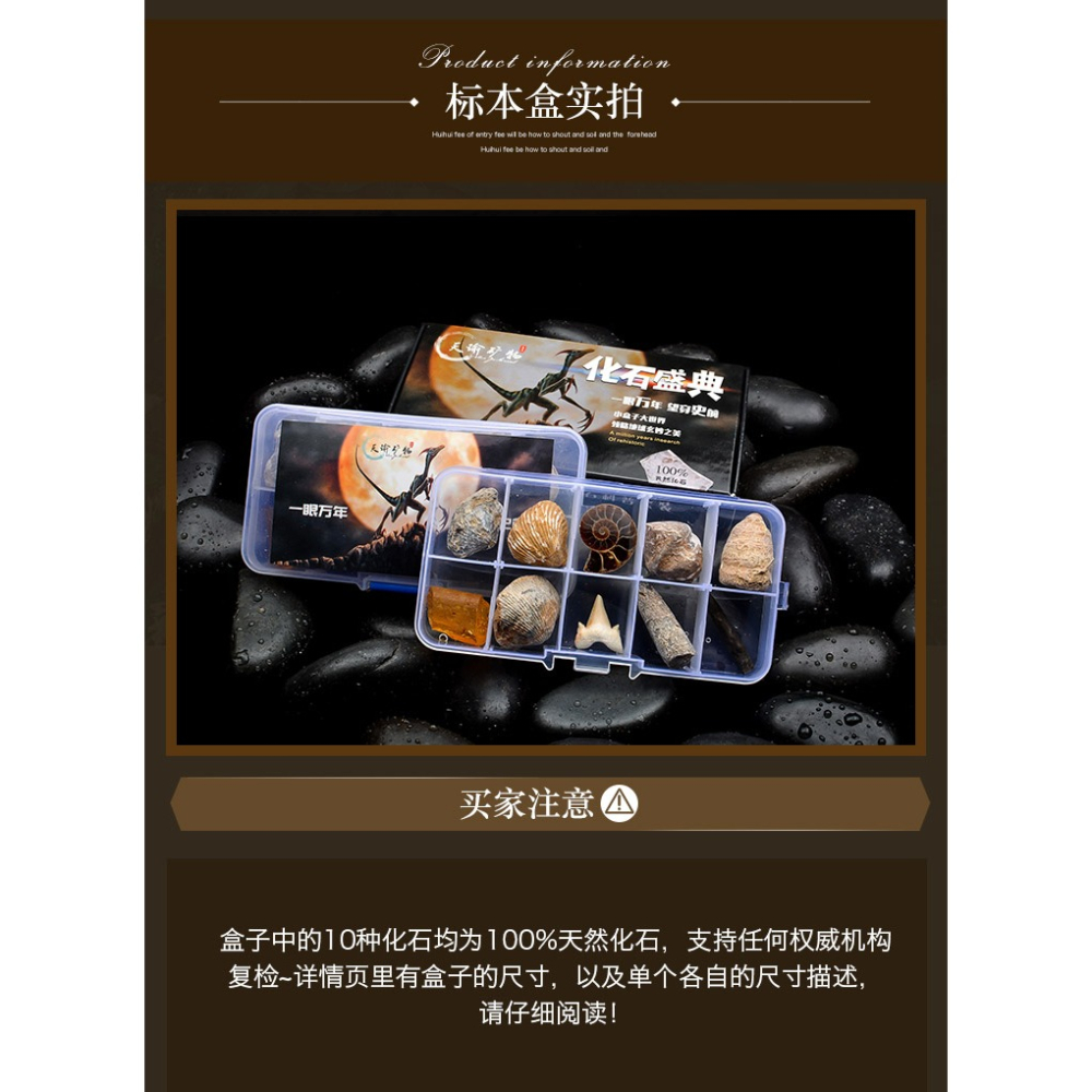 天然古生物化石標本盒昆蟲海螺三葉蟲海洋動植物菊石科普教學現貨-細節圖10