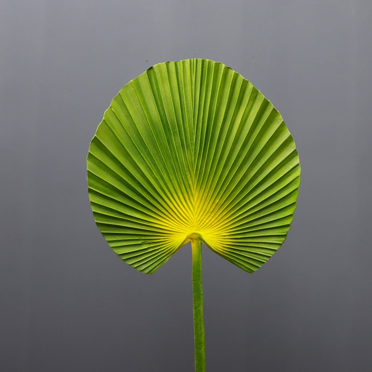 仿真扇葵葉手感蒲扇葉 大葉子蓮花扇葉插花壁掛擺件仿真植物-細節圖3