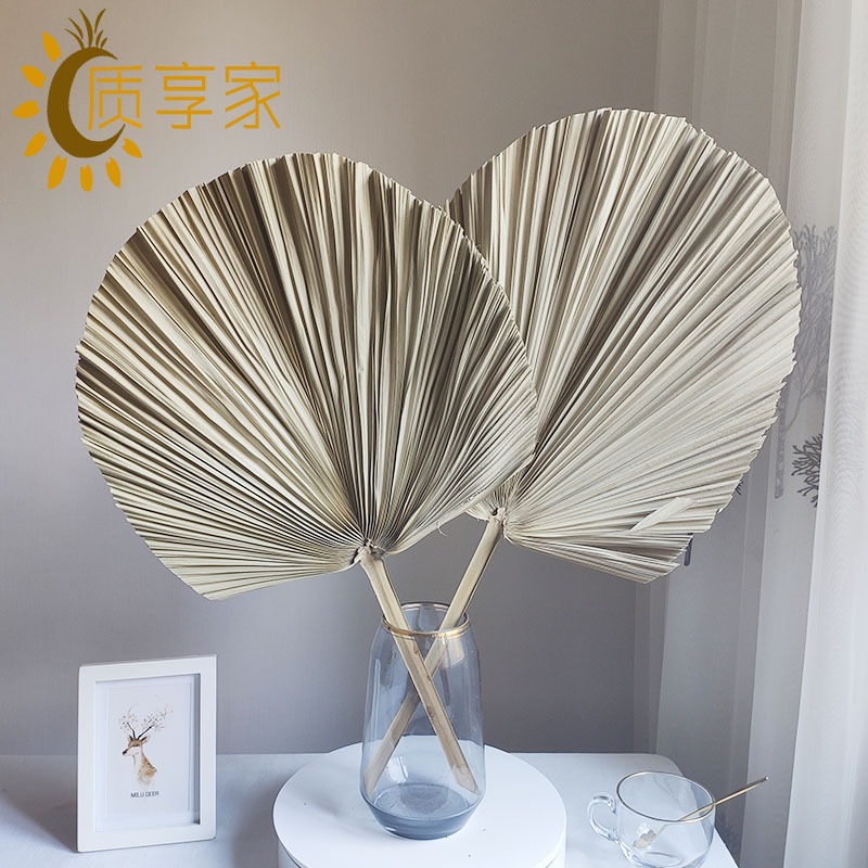 雲南乾花幹蒲葵葉片Diy修剪幹葉子 永花生花傢俱擺設乾花花束-細節圖3