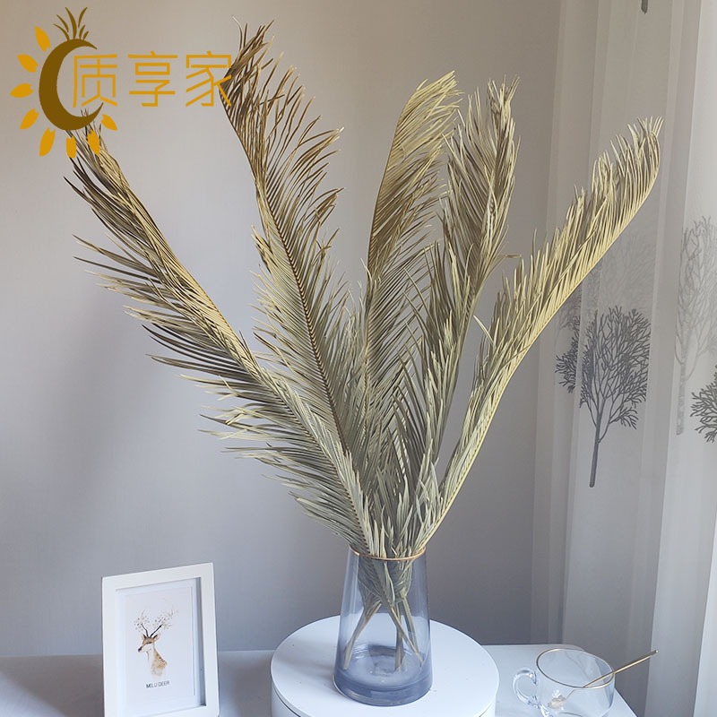 雲南乾花幹蒲葵葉片Diy修剪幹葉子 永花生花傢俱擺設乾花花束-細節圖4