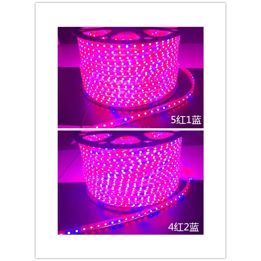 220V植物LED220V植物補光光譜花卉育苗多肉水草全燈帶燈條生長LED-細節圖3