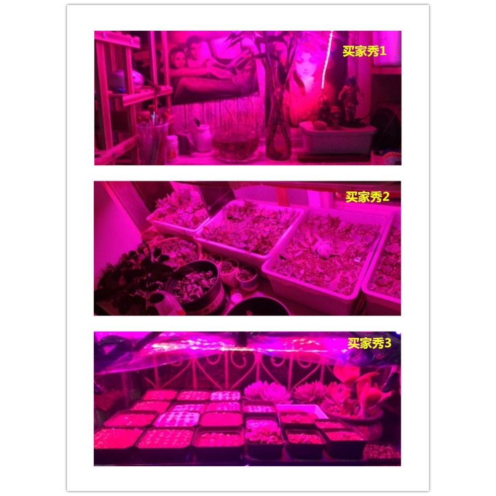 220V植物LED220V植物補光光譜花卉育苗多肉水草全燈帶燈條生長LED-細節圖4