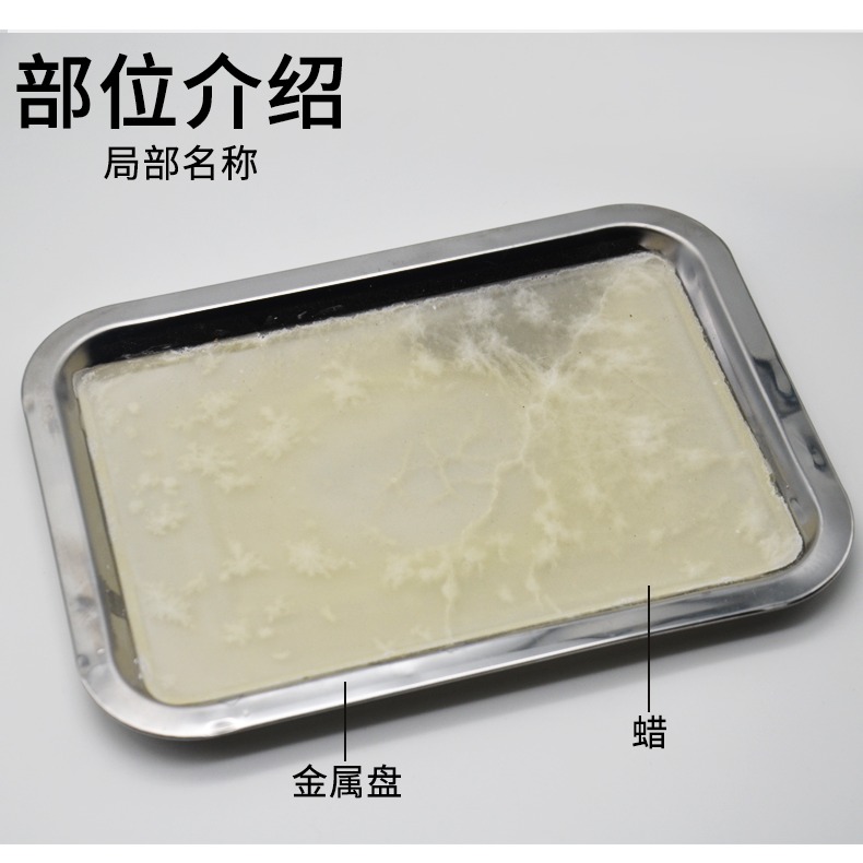 解剖盤蠟盤18*25cm初中高中生物實驗器材J27003中小學教學教具儀器學生用-細節圖10