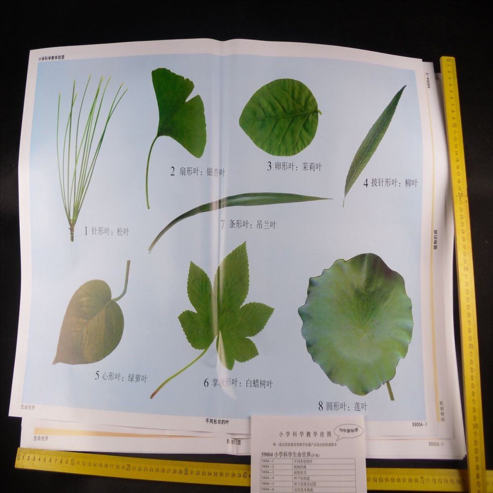 小學科學生命世界教學掛圖（29幅）J59004 教學儀器-細節圖4