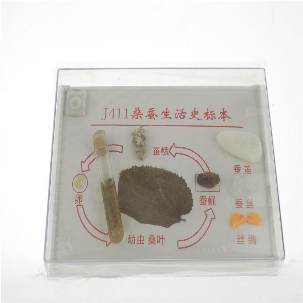 桑蠶生活史標本 J43151 小學科學實驗器材 生物儀器 教學儀器-細節圖3