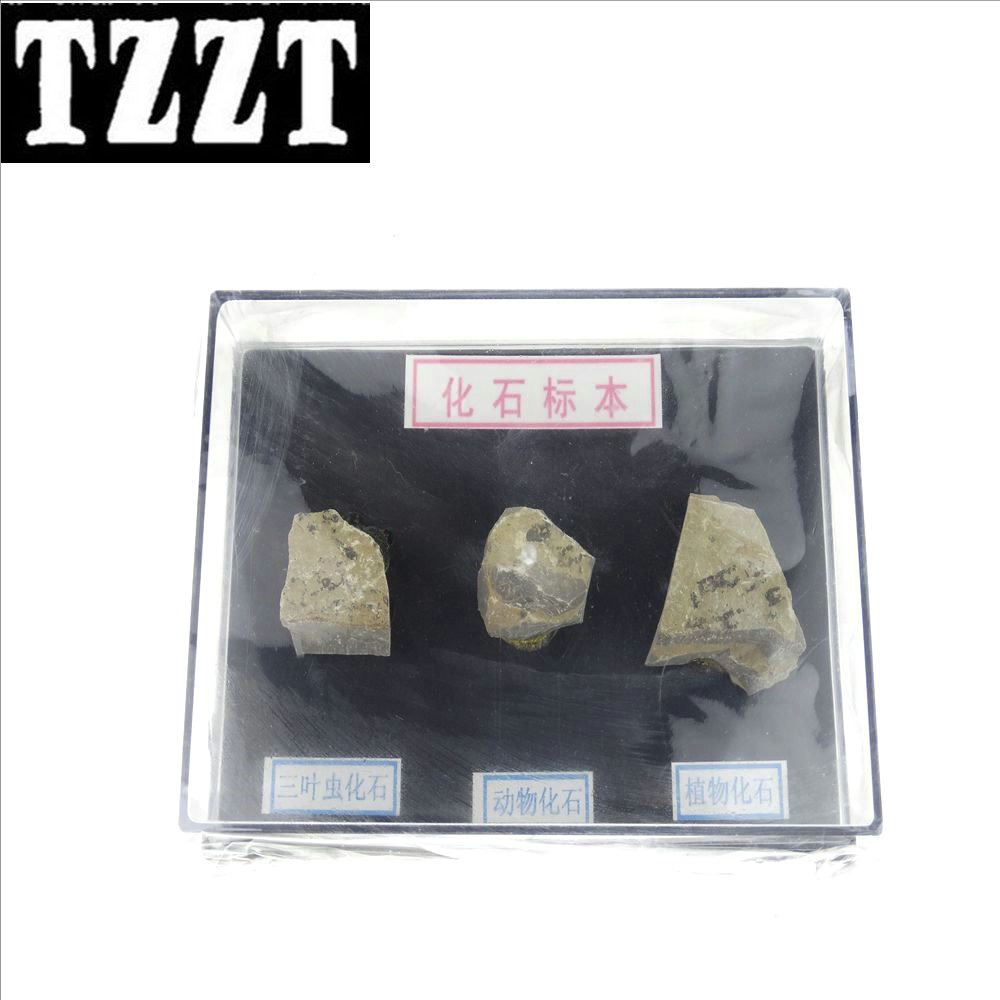 化石標本 J43116 初中、高中生物實驗儀器 中學教學儀器 器材-細節圖2