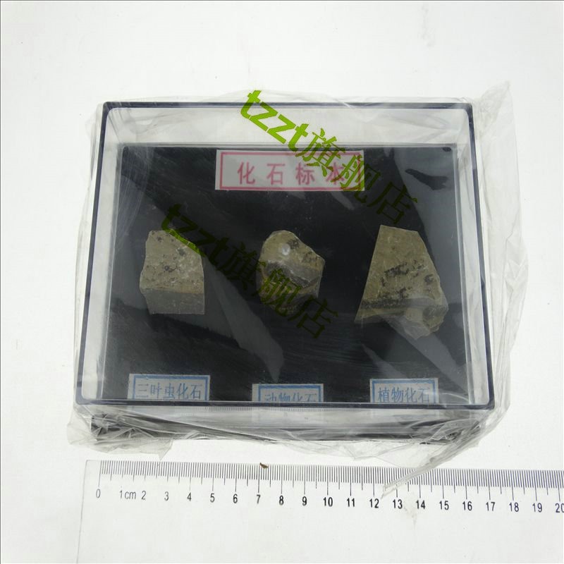 化石標本 J43116 初中、高中生物實驗儀器 中學教學儀器 器材-細節圖3