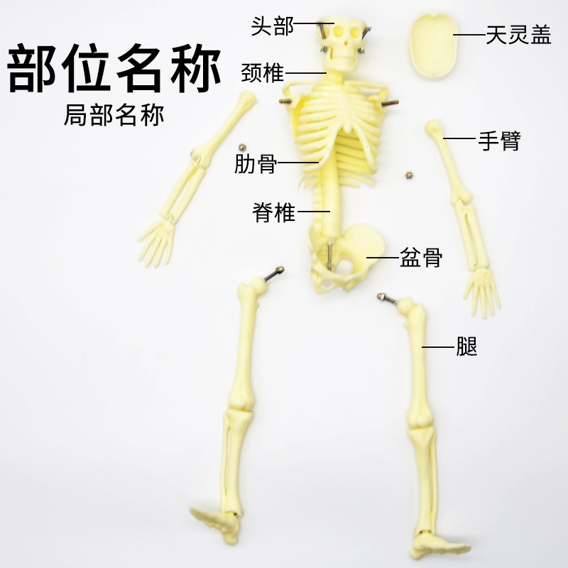 兒童骨骼模型（42cm）人體骨骼模型可活動拆卸拼裝小學科學教具生物實驗教學儀器-細節圖2