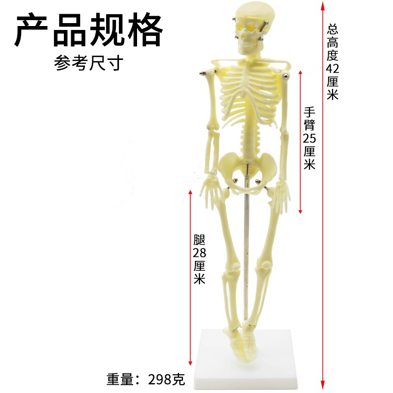 兒童骨骼模型（42cm）人體骨骼模型可活動拆卸拼裝小學科學教具生物實驗教學儀器-細節圖3