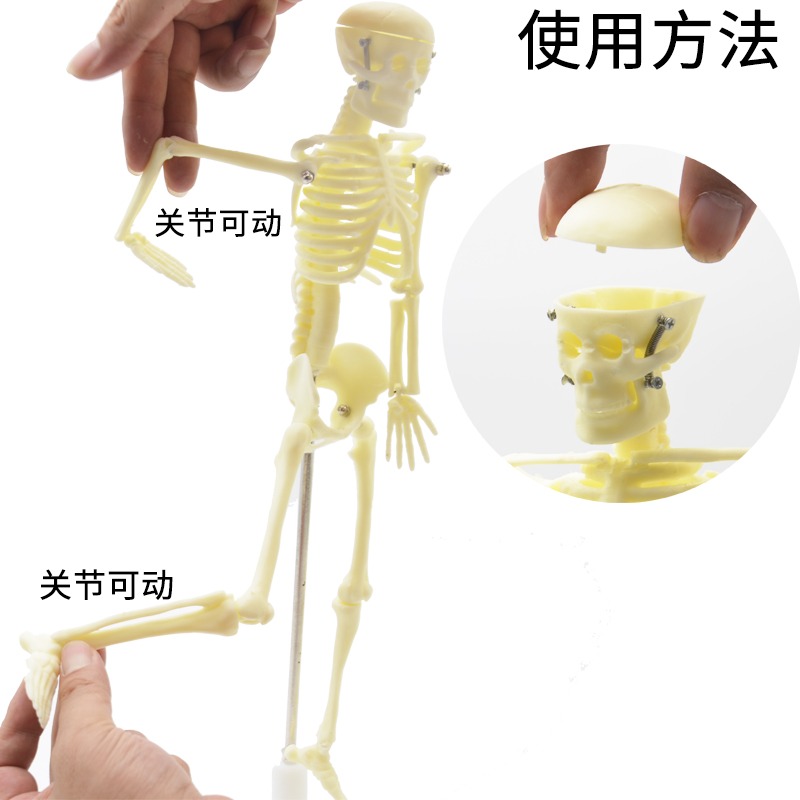 兒童骨骼模型（42cm）人體骨骼模型可活動拆卸拼裝小學科學教具生物實驗教學儀器-細節圖4