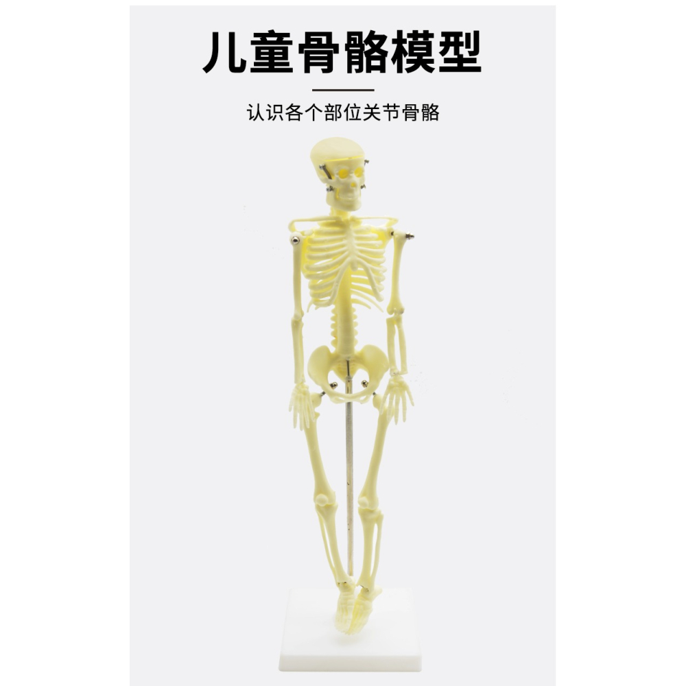 兒童骨骼模型（42cm）人體骨骼模型可活動拆卸拼裝小學科學教具生物實驗教學儀器-細節圖8