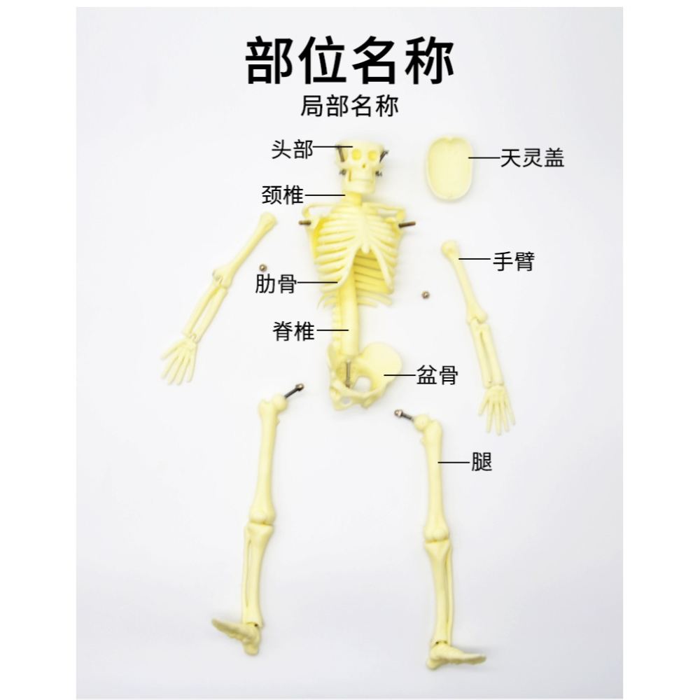 兒童骨骼模型（42cm）人體骨骼模型可活動拆卸拼裝小學科學教具生物實驗教學儀器-細節圖9