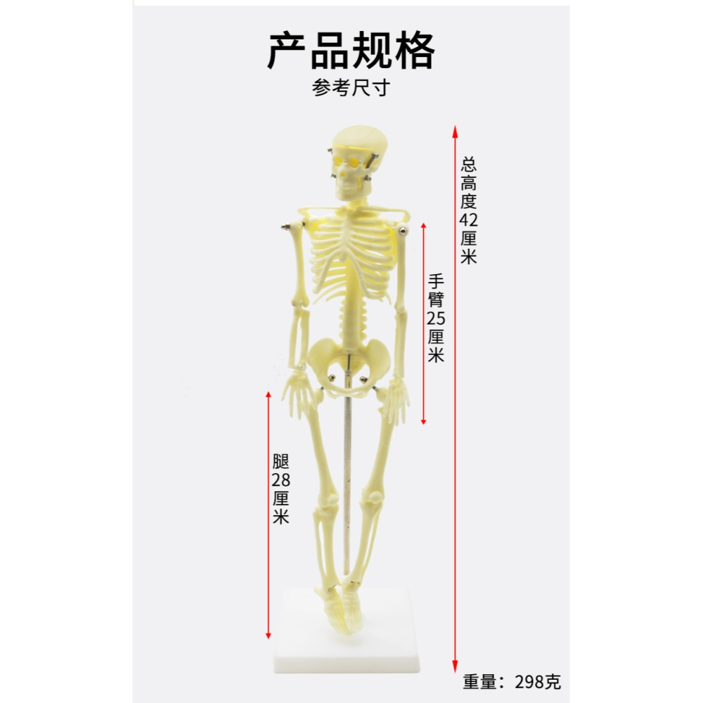 兒童骨骼模型（42cm）人體骨骼模型可活動拆卸拼裝小學科學教具生物實驗教學儀器-細節圖10