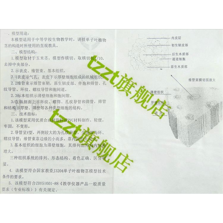 單子葉植物莖模型 J33004 初中、高中生物實驗器材 中學教學儀器-細節圖6