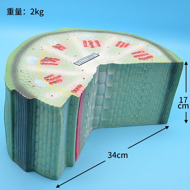雙子葉草本植物莖模型 J3205 初中高中生物實驗器材中學教學儀器-細節圖2
