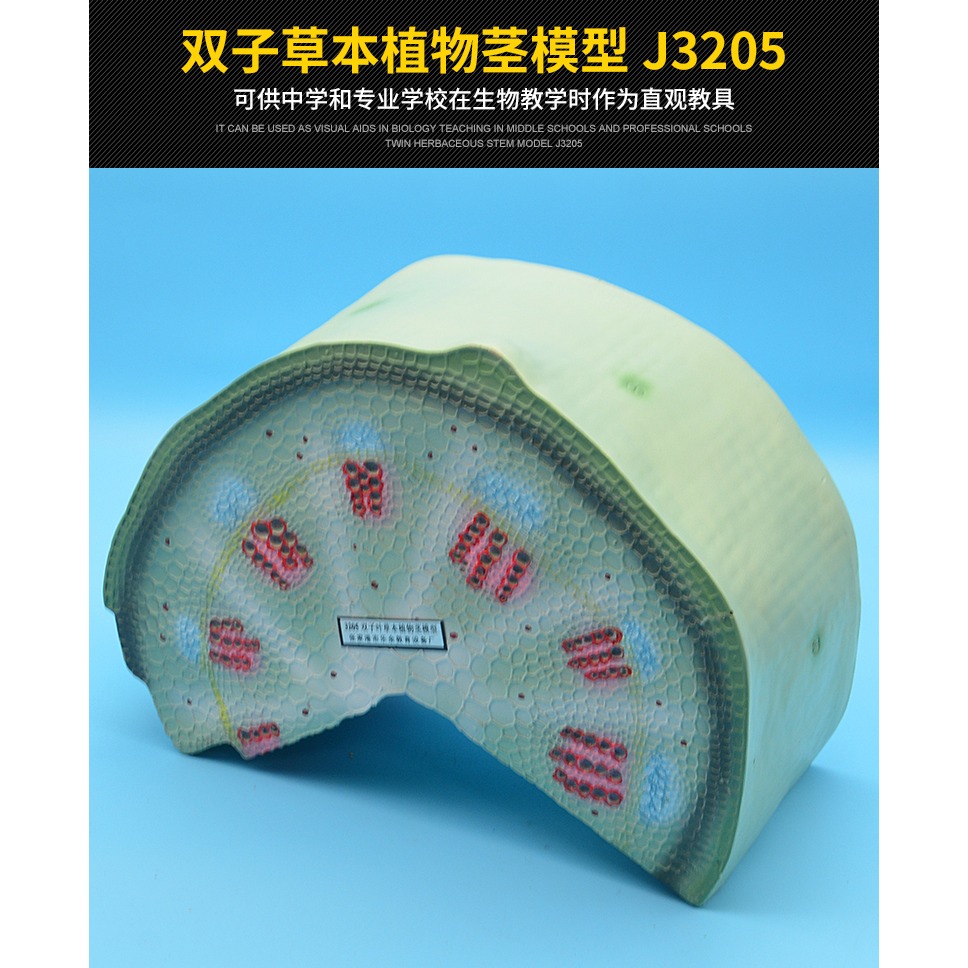 雙子葉草本植物莖模型 J3205 初中高中生物實驗器材中學教學儀器-細節圖7