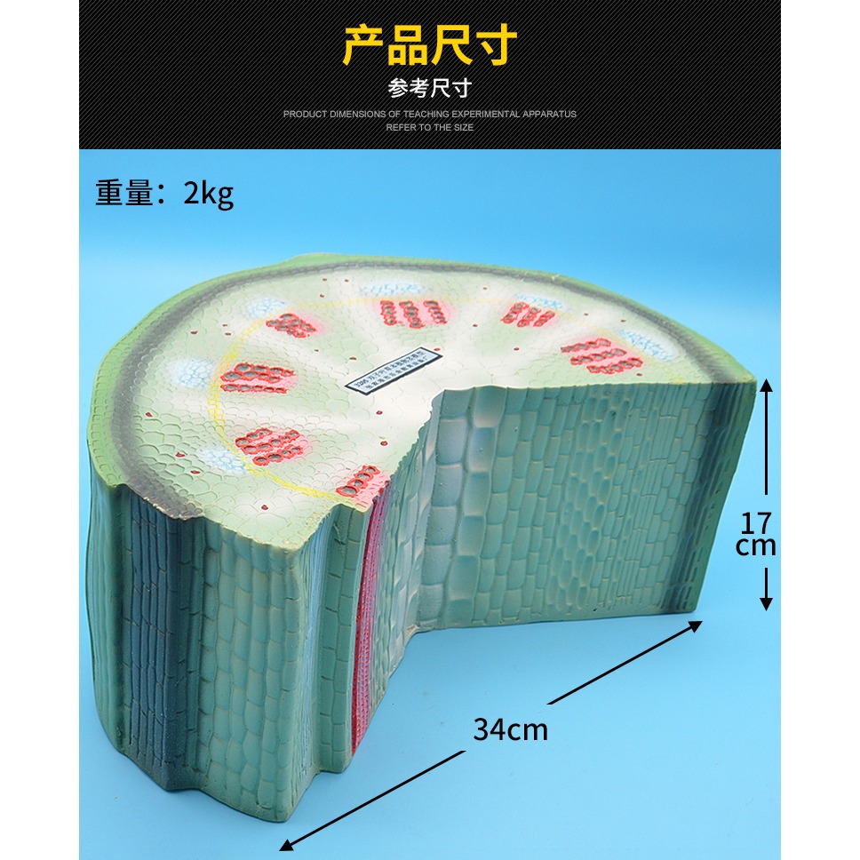 雙子葉草本植物莖模型 J3205 初中高中生物實驗器材中學教學儀器-細節圖8